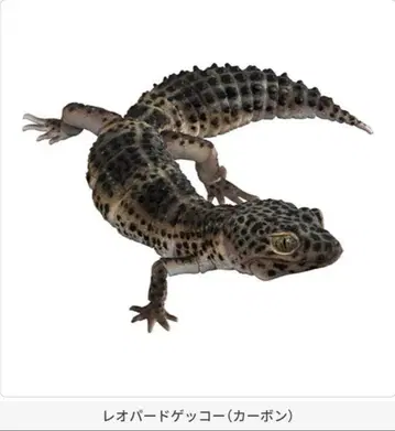 5 SELECTED EDITION 레오파드게코 카본 가챠