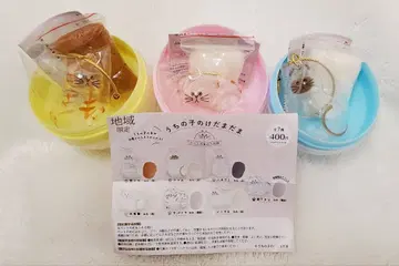 우리 집 털뭉치 차트라 샤무 노멀