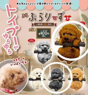 부라부라리즈 토이 푸들 초코 블랙