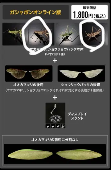 생물대도감 어드밴스 오오카마키리 갈색형 x 2, 쇼리료바타 갈색형