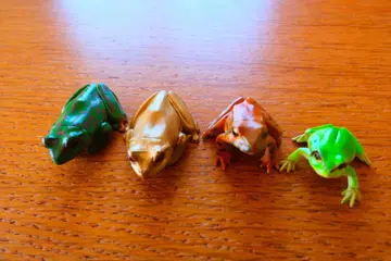 개구리 피규어 4개 세트 (시크릿 금 개구리 포함)