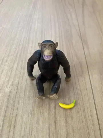 아니아 침팬지 단종