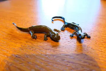 카스미산쇼우오,하코네산쇼우오 피규어 2체 세트