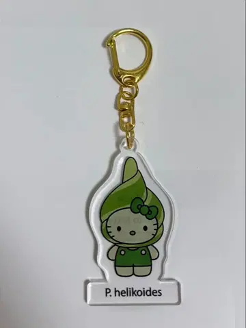 P. helikoides 아크릴 키링