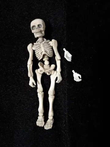 포즈 스켈레톤 인간 중고