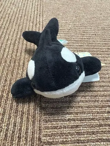 [ 즉시 구매 가능 ] 카모가와 씨 월드 범고래 봉제 인형 소형