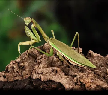 생물대도감 대사마귀 그린 컬러 (온라인판)