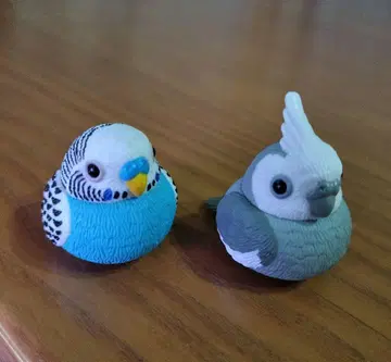 오카메앵무새 사랑앵무새