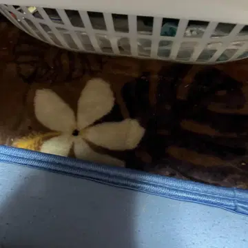 블링크182/애니마 오브 아메리카