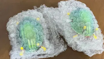 다가오는 원생생물 컬렉션