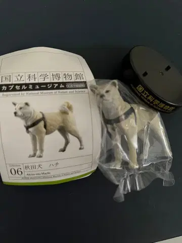 국립과학박물관 아키타견 하치 카이요도 캡슐뮤지엄