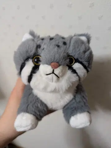 마눌 고양이 봉제 인형 고베 동물왕국