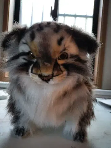 택 포함!BH7077 HANSA 마눌 고양이