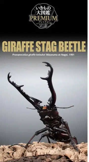 생물대도감 프리미엄 파 넓적사슴벌레 미사용품