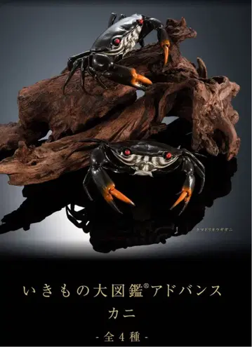 생물대도감 어드밴스 게 전 4종