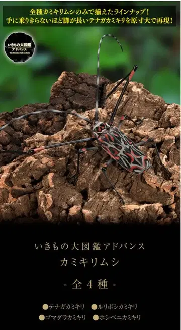 생물대도감 어드밴스 하늘소붙이 전 4종