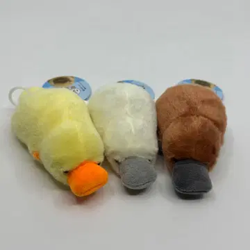 부들부들 오리너구리 봉제 인형 묶음 판매