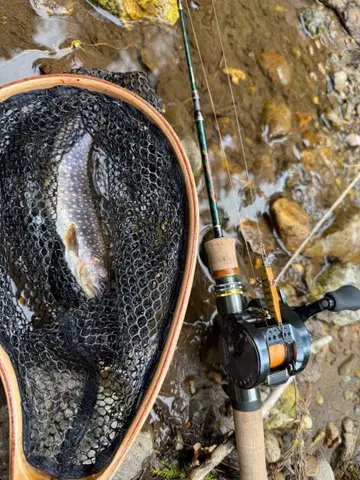 Calcutta Conquest 30HG 베이트릴