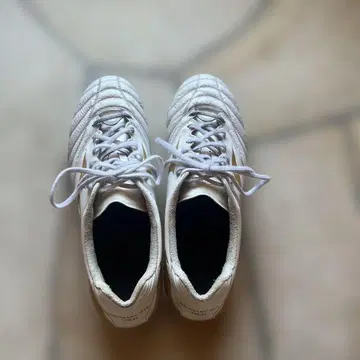 모나르시다 미즈노