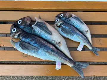 전갱이 구이 봉제 인형 3등 4등 2점