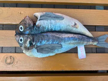 전갱이 너비 봉제 인형 [ 4등 ]