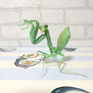 생물대도감 사마귀 03 배넓은사마귀 유체