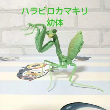 생물대도감 사마귀 03 배넓은사마귀 유체