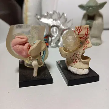 인체 모형 피규어 해부학적 디자인