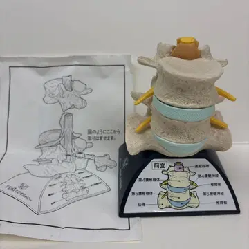 척추 모형 제4, 제5 요추 포함