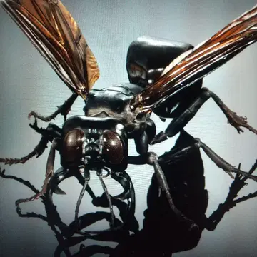 생물대도감 메가라라 가루다, 스탠드 포함 온라인판