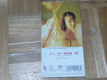 금성 카오루 빨간 꽃 피서지의 고양이