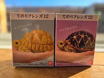 테노리 프렌즈 육지거북 2종