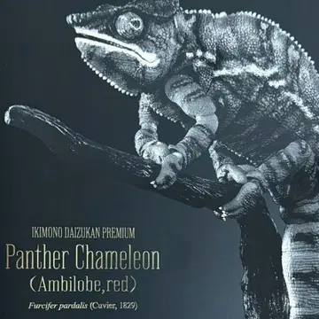 팬서 카멜레온 (암비 로브 레드) 생물대도감 프리미엄