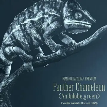 팬서 카멜레온 (암빌로브 그린) 생물대도감 프리미엄