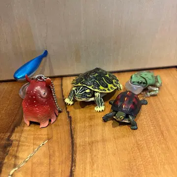 생물계 캡슐 토이 5종 묶음 판매