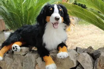 아트 인형/봉제 인형/실측치수/버니즈 마운틴 도그