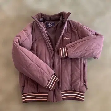 Labrador Retriever 브라운 블루종 M