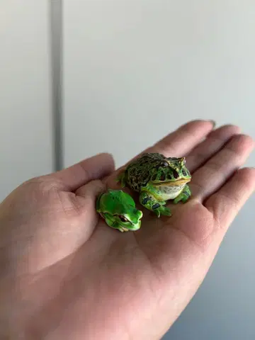 개구리 2체 세트