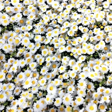 FURFUR 플라워 포토 프린트 스커트 플리츠 스커트