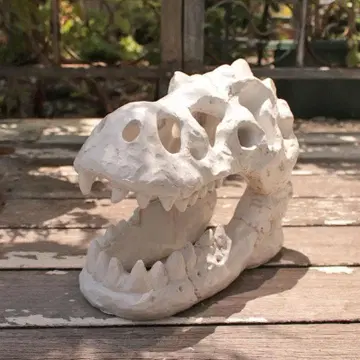 다이너소어 헤드 스컬 멋진 오브제 인테리어 공룡 141-060