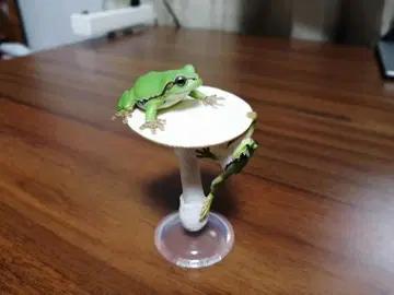 네이처 테크니컬러 버섯과 청개구리 [독두릅버섯과 일본청개구리] 외