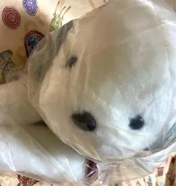 우메키치 화이트 L 봉제 인형 오리엔탈 토이