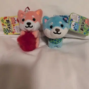 여행하는 마메시바 코키아 네모필라