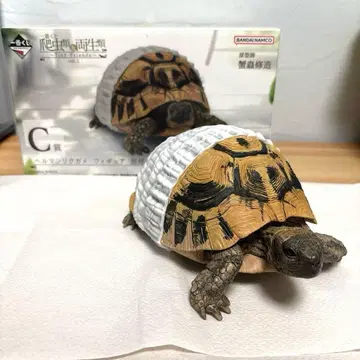 제일복권 파충류&양서류 C상 헤르만 육지거북 피규어 방목ver.