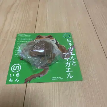 네이처 테크니컬러 동부두꺼비