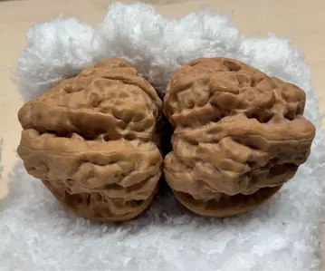 문완당: [특가 7일간] 연경 하마토 호두 빅 사이즈 복부 47mm