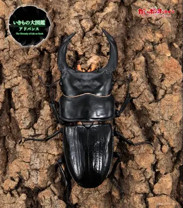 새상품 가샤폰 온라인 생물대도감 어드밴스 사슴벌레 02 오오쿠와가타