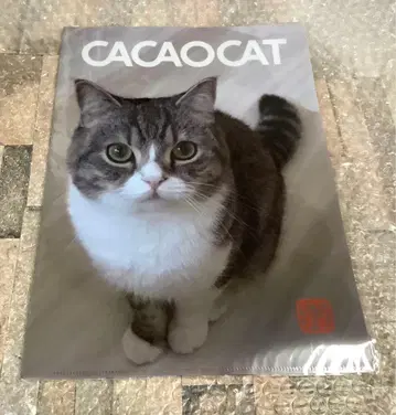 모치마루 일기 클리어 파일 스코티시 폴드 202511281415