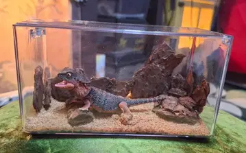 비어디드래곤 케이스 포함 피규어