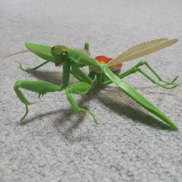 사마귀 가챠가챠